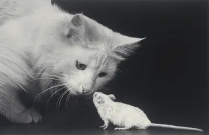 Katze und Maus