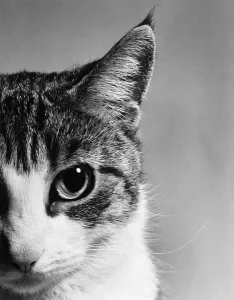 Katzenvisage