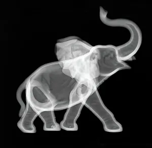 Gerahmter Druck : Keramik-Elefant-Röntgenaufnahme