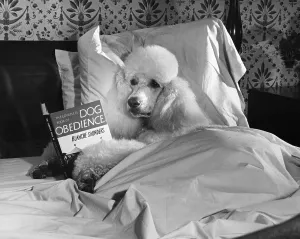 Hund liest im Bett.