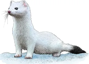 Ermine