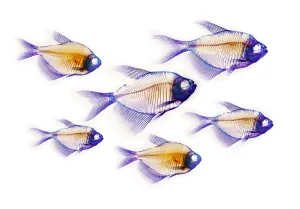 Natur, Geschichte, Wissenschaft Drucke: Fissskeletten