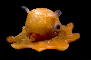 Flapjack-Octopus