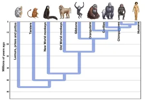 Die menschliche Evolution