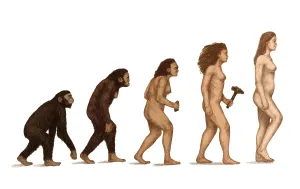 Die menschliche Evolution.