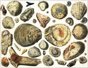 Fossilisierte Meeresschalen