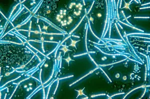 Phytoplankton