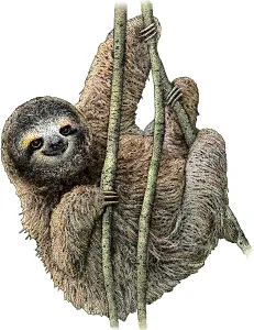 Pygmäen Drei-Zehner-Schildkröten-Sloths