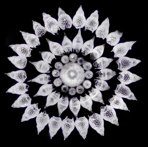 Radiolaria, Lichtmikroskopie