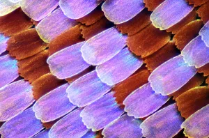Gerahmter Druck : Schuppen der Flügel, Schmetterling, Lichtmikroskopie Gerahmter Druck : Schuppen der Flügel, Schmetterling, Lichtmikroskopie