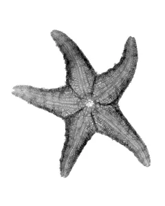 Röntgenaufnahme von Seestern