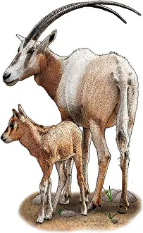 African Wildlife Art Drucke: Scimitar Oryx