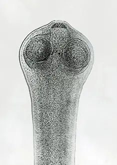 Parasitic Flatworms Drucke: Scolex of a Tapeworm (Dipylidium sp.) under a microscope