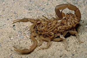 Skorpion mit Jungem