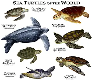Wildlife Artwork Drucke: Sea Turtles