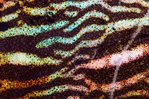 Colorful Fish Drucke: Sepia Cuttlefish