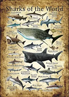 Shark Species Drucke: Sharks of the World