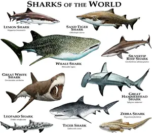 Shark Species Drucke: Sharks of the World