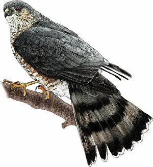 Wildlife Illustrations Drucke: Sharp-shinned Hawk