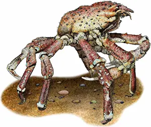 Arthropod Illustrations Drucke: Sheep crab