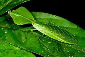 Amazon Rainforest Fauna Drucke: Shield Mantis
