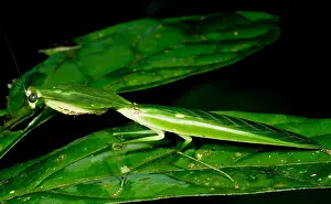 Tropical Forest Wildlife Drucke: Shield Mantis