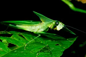 Amazon Rainforest Fauna Drucke: Shield Mantis