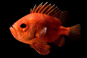 Tropical Marine Life Drucke: Short Bigeye