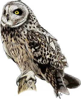 Wildlife Artwork Drucke: Short-Eared Owl
