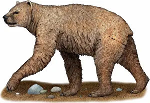 Extinct Mammals Drucke: Short-faced Bear
