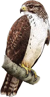 American Birds Drucke: Short-Tailed-Hawk
