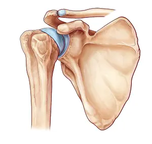 2016 Drucke: Schenkelgelenk, Illustration.
