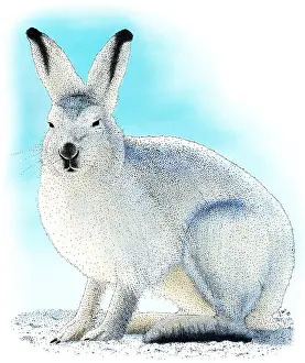 Schneeschuhhase