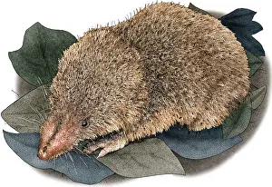 American Wildlife Art Drucke: Least Shrew