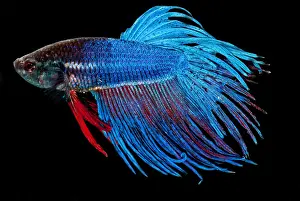 Betta Splendens Drucke: Siamese Fighting Fish