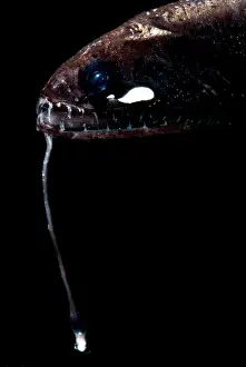 Deep Sea Fish Drucke: Sickle Snaggletooth