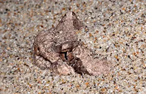 Vertebrate Wildlife Photos Drucke: Sidewinder