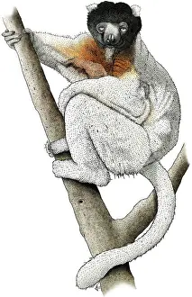 Primate Illustration Drucke: Sifaka Lemur