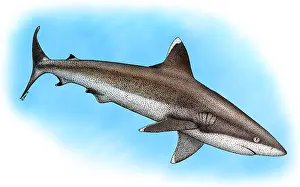 Ocean Wildlife Art Drucke: Silvertip Reef Shark