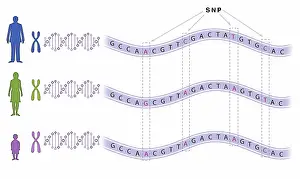 Einzelne Nukleotidpolymorphismus (SNP)