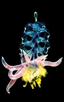 Colorful Ocean Creatures Drucke: Siphonophore Colony