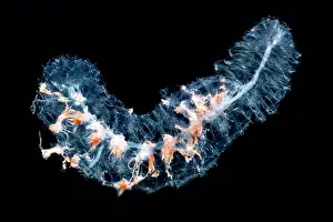 Deep Sea Creatures Drucke: Siphonophore Colony