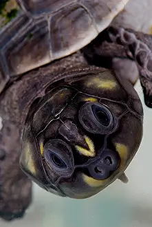 Amazon Basin Wildlife Drucke: Six-tubercled River Turtle