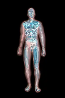 Human Skeleton Illustration Drucke: Skeleton