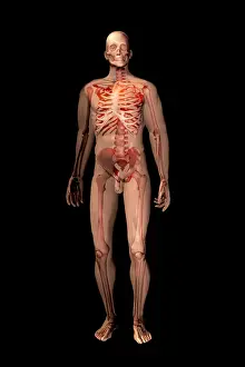 Human Skeleton Illustration Drucke: Skeleton