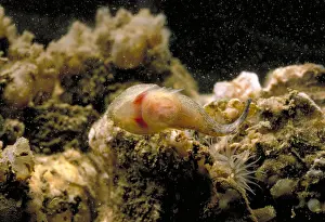 Mollusc Animal Pictures Drucke: Skilletfish