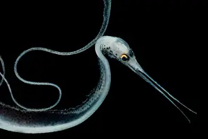 Tropical Ocean Fish Drucke: Slender Snipe Eel