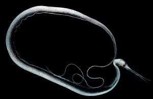 Tropical Ocean Fish Drucke: Slender Snipe Eel