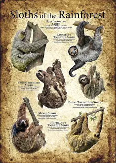 Rainforest Animals Drucke: Sloths of the Rainforest
