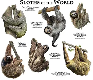 Rainforest Animals Drucke: Sloths of the World